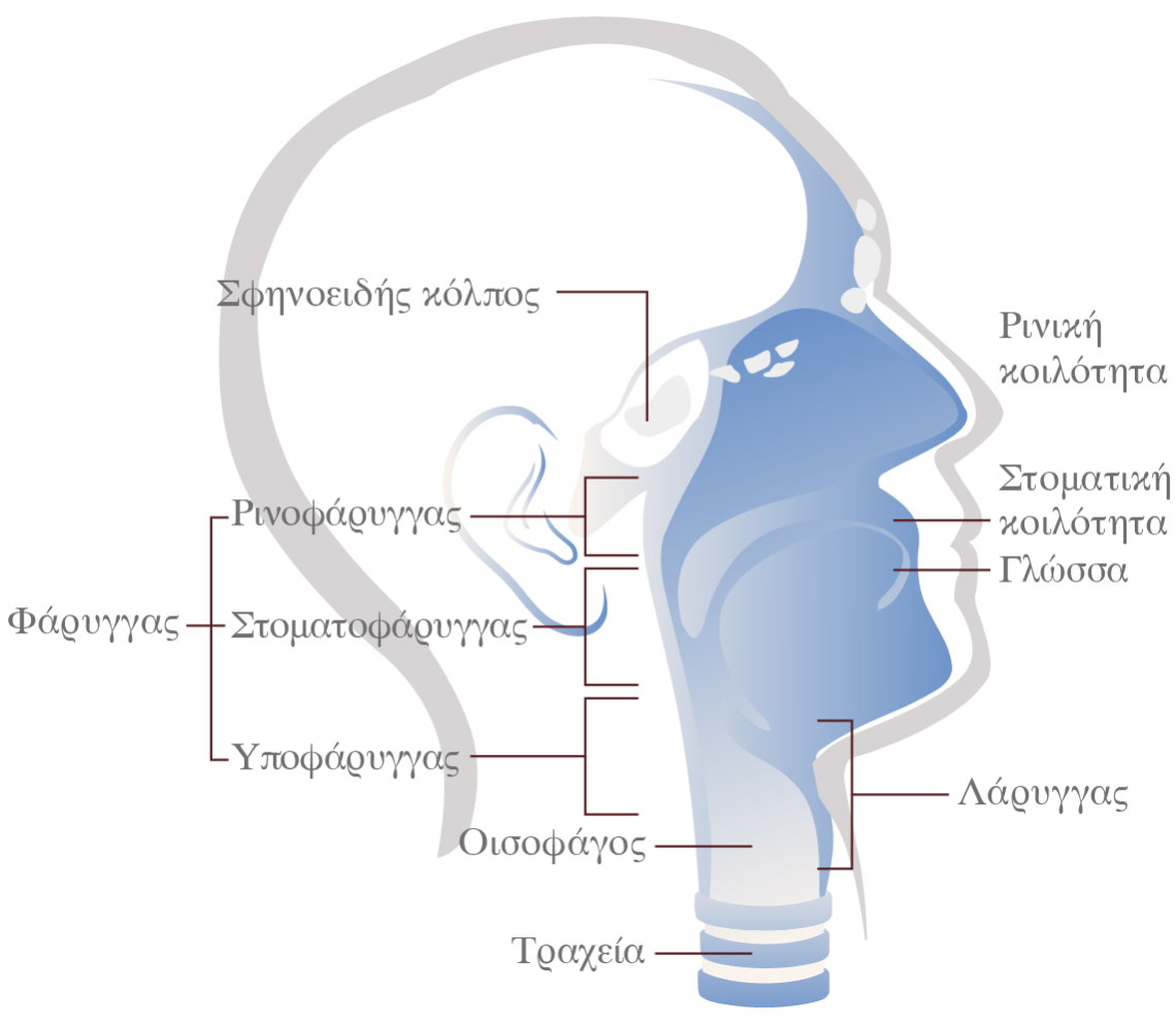 Ehns Throat Diagram Greek
