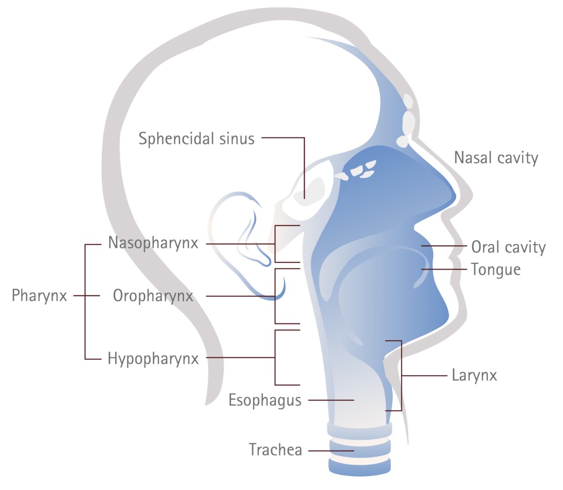 Map Of Throat Cancer